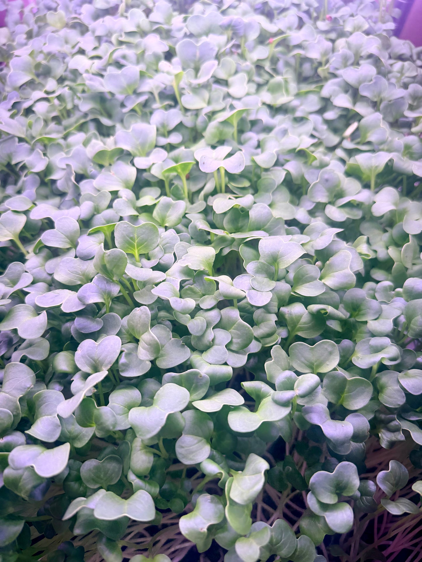 Daikon Radish Microgreens