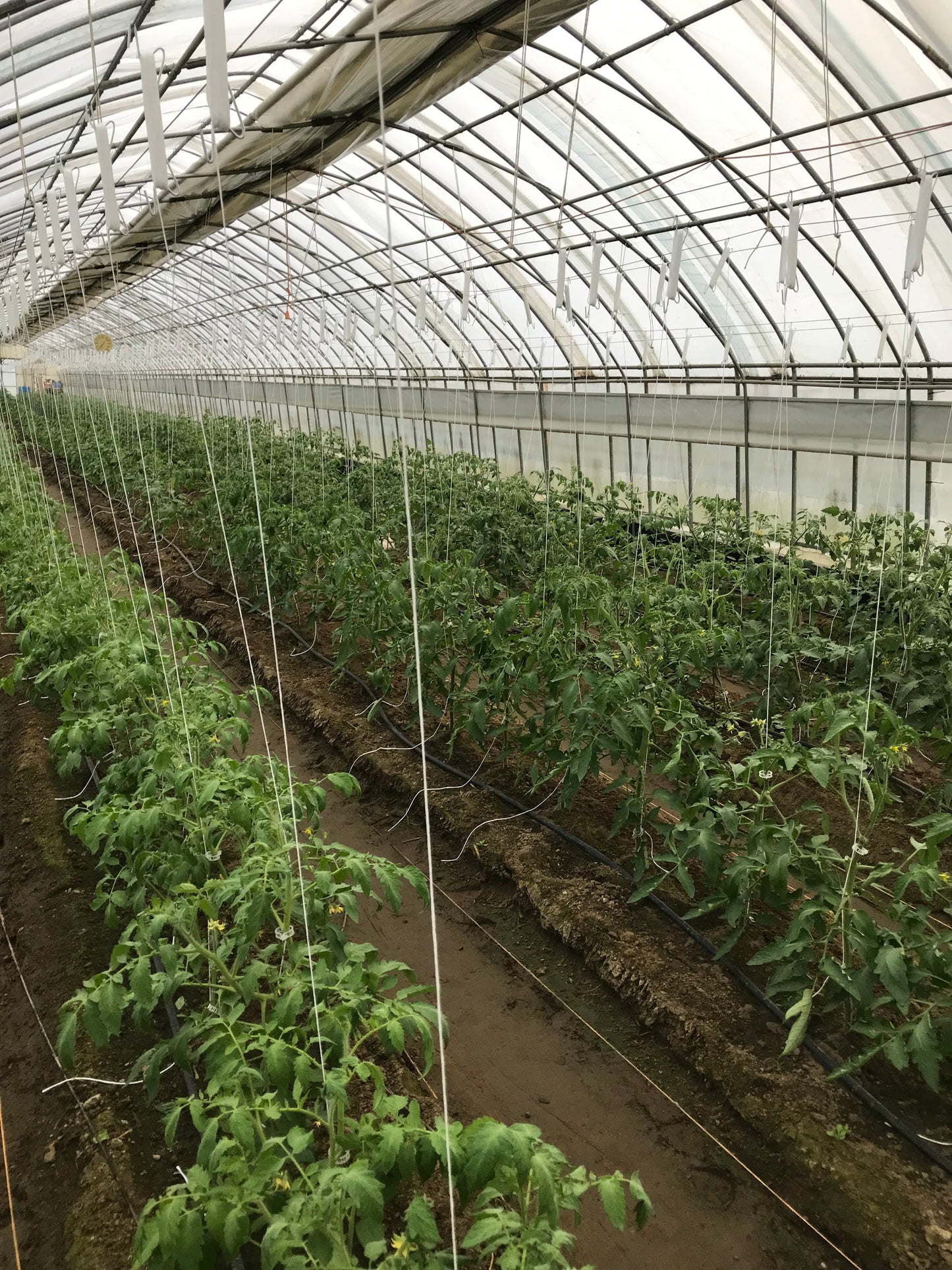 Striped German Heirloom Tomatoes