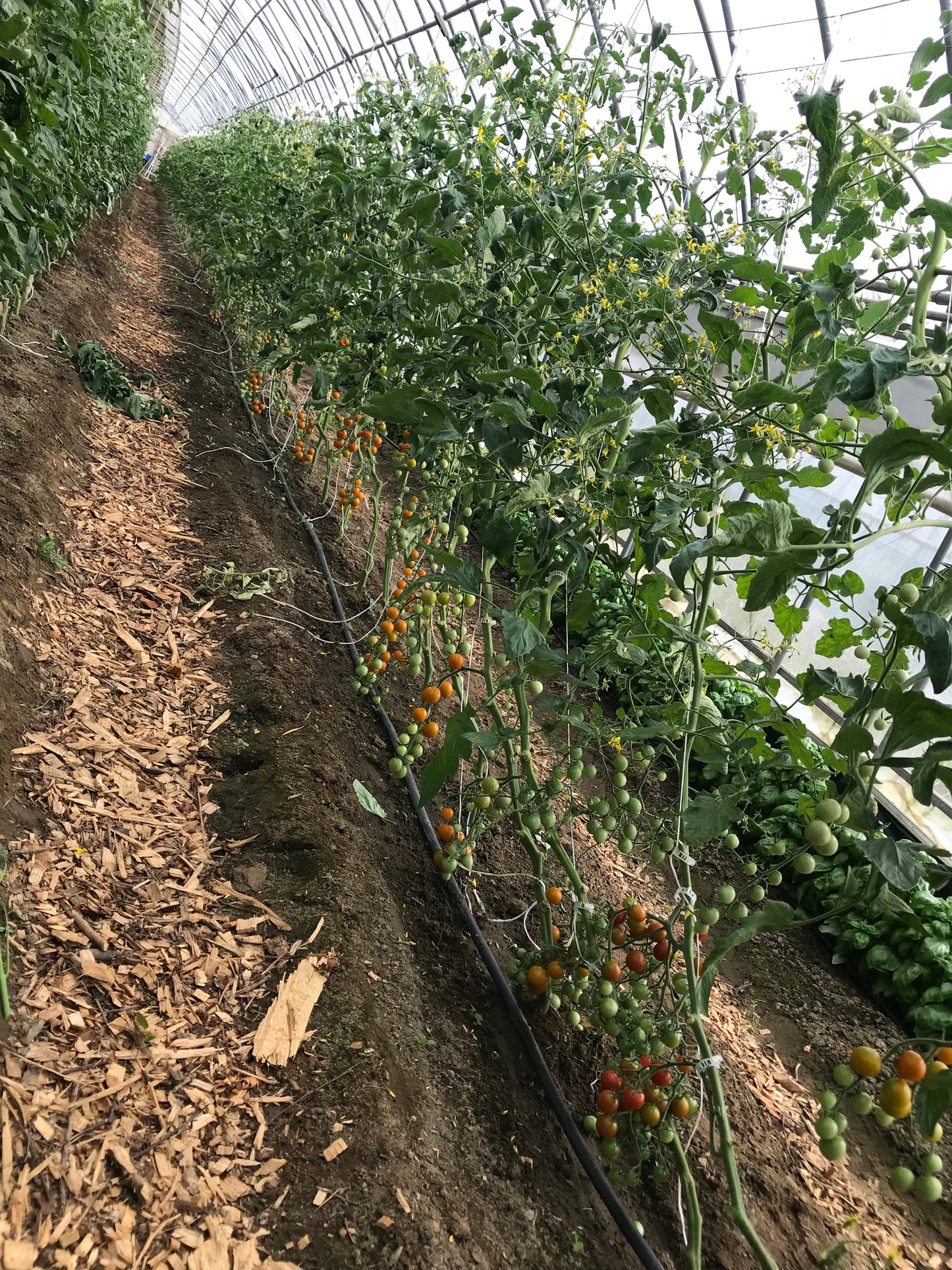 Sun Gold Tomatoes