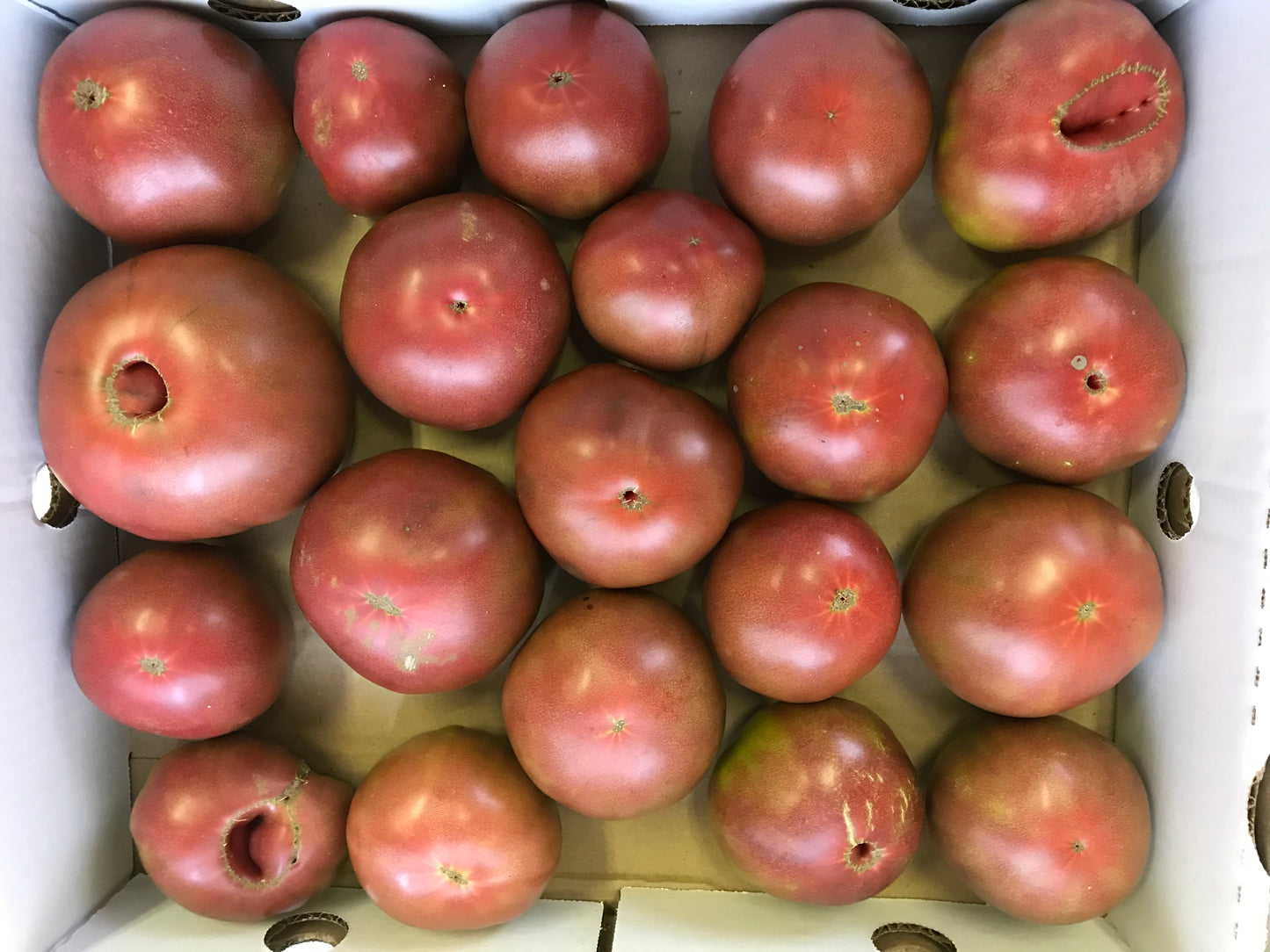 Cherokee Purple Heirloom Tomatoes