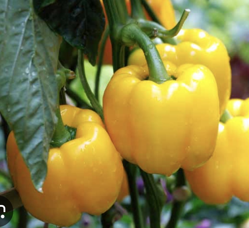 Mix of bell pepper