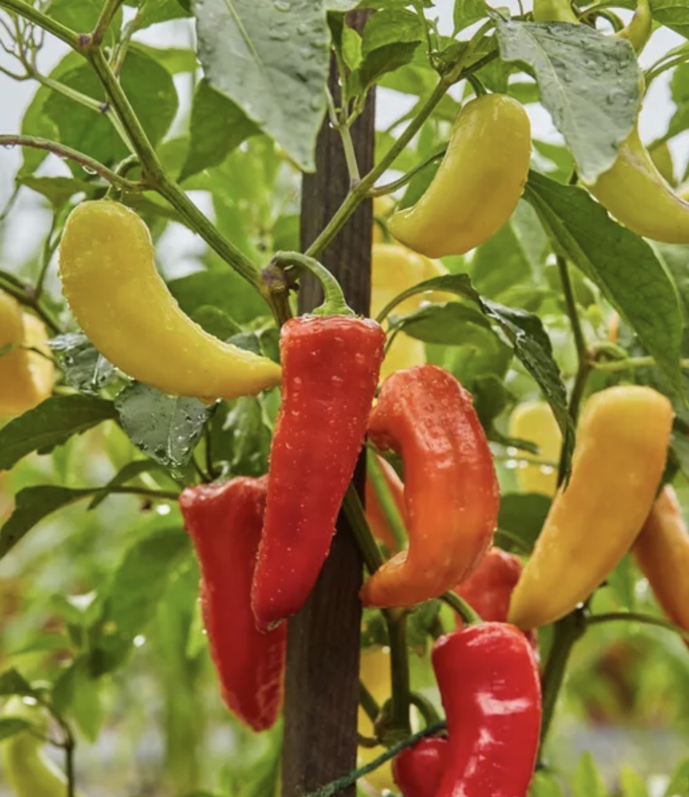 Sweet Banana Pepper