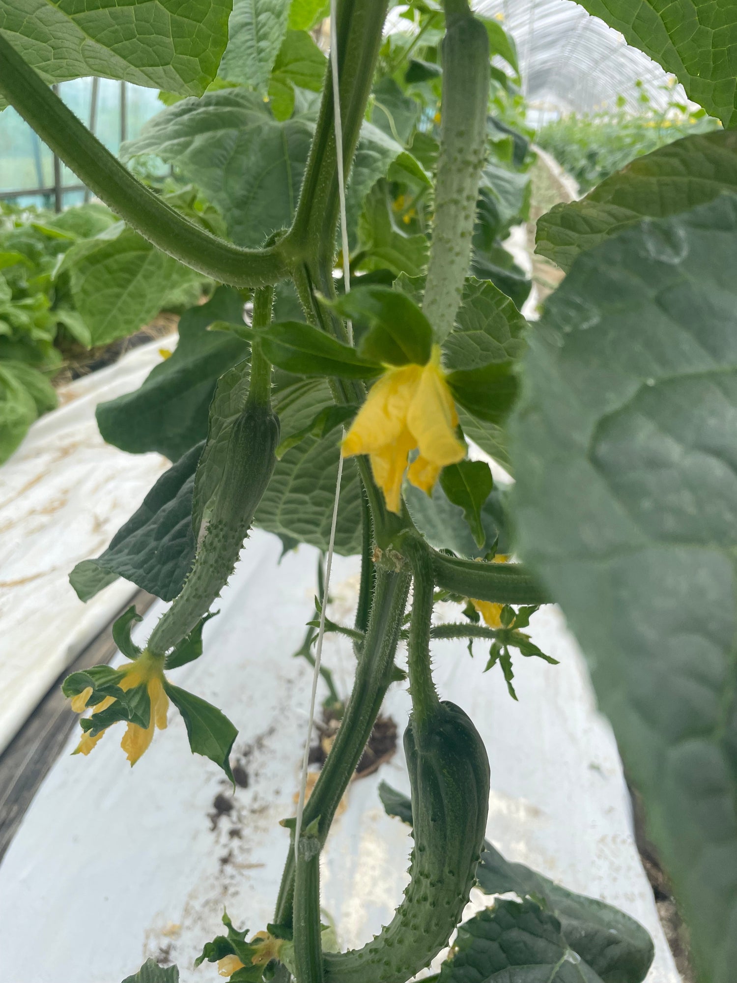 Cucumbers