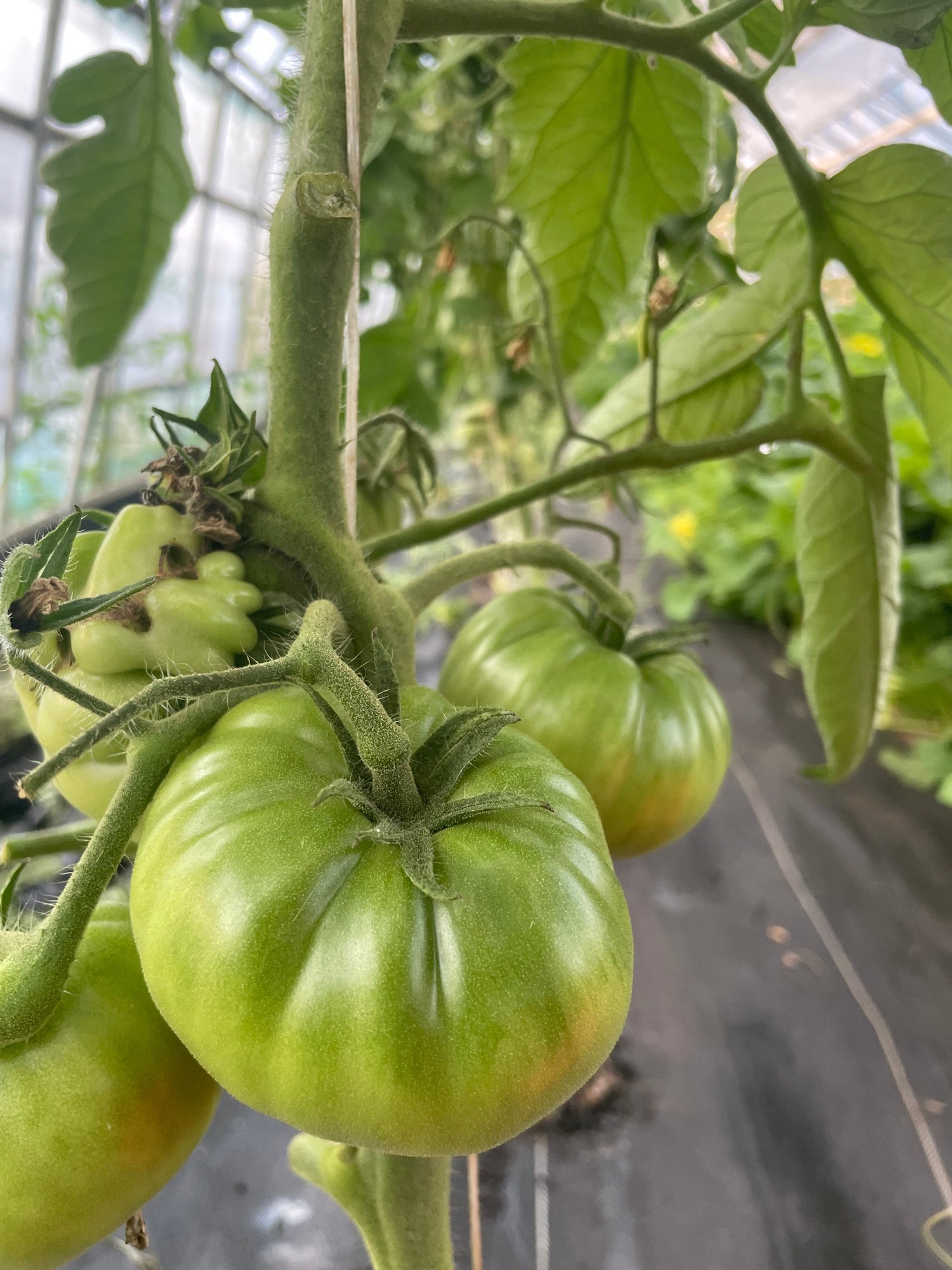 Tomatoes