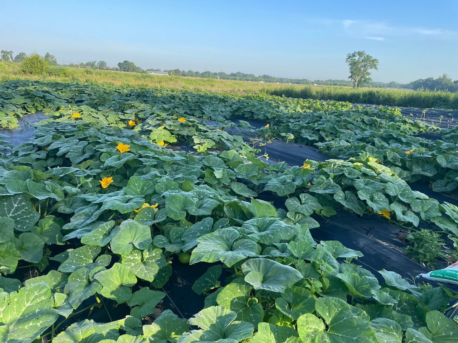 Squash