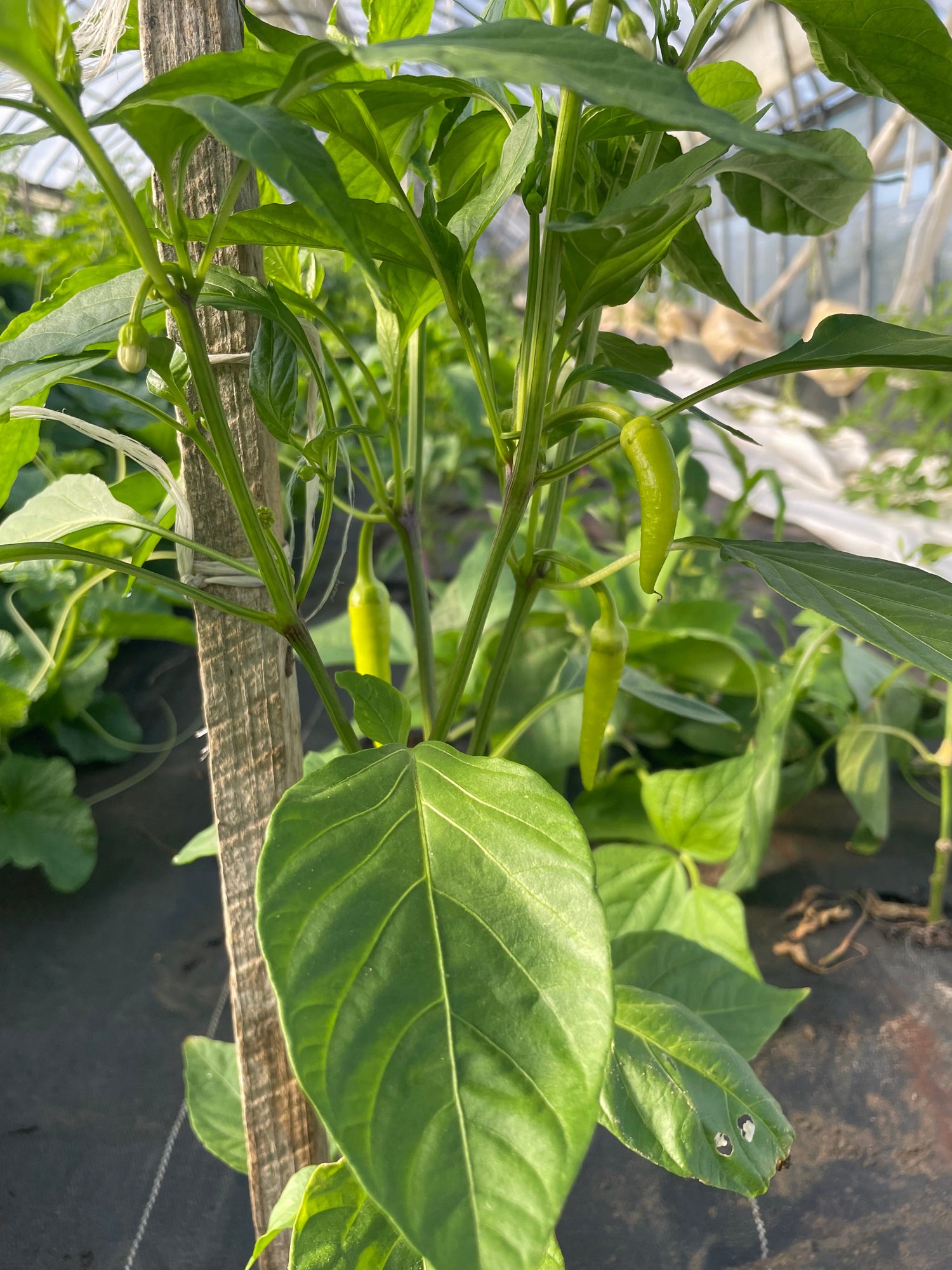 Peppers