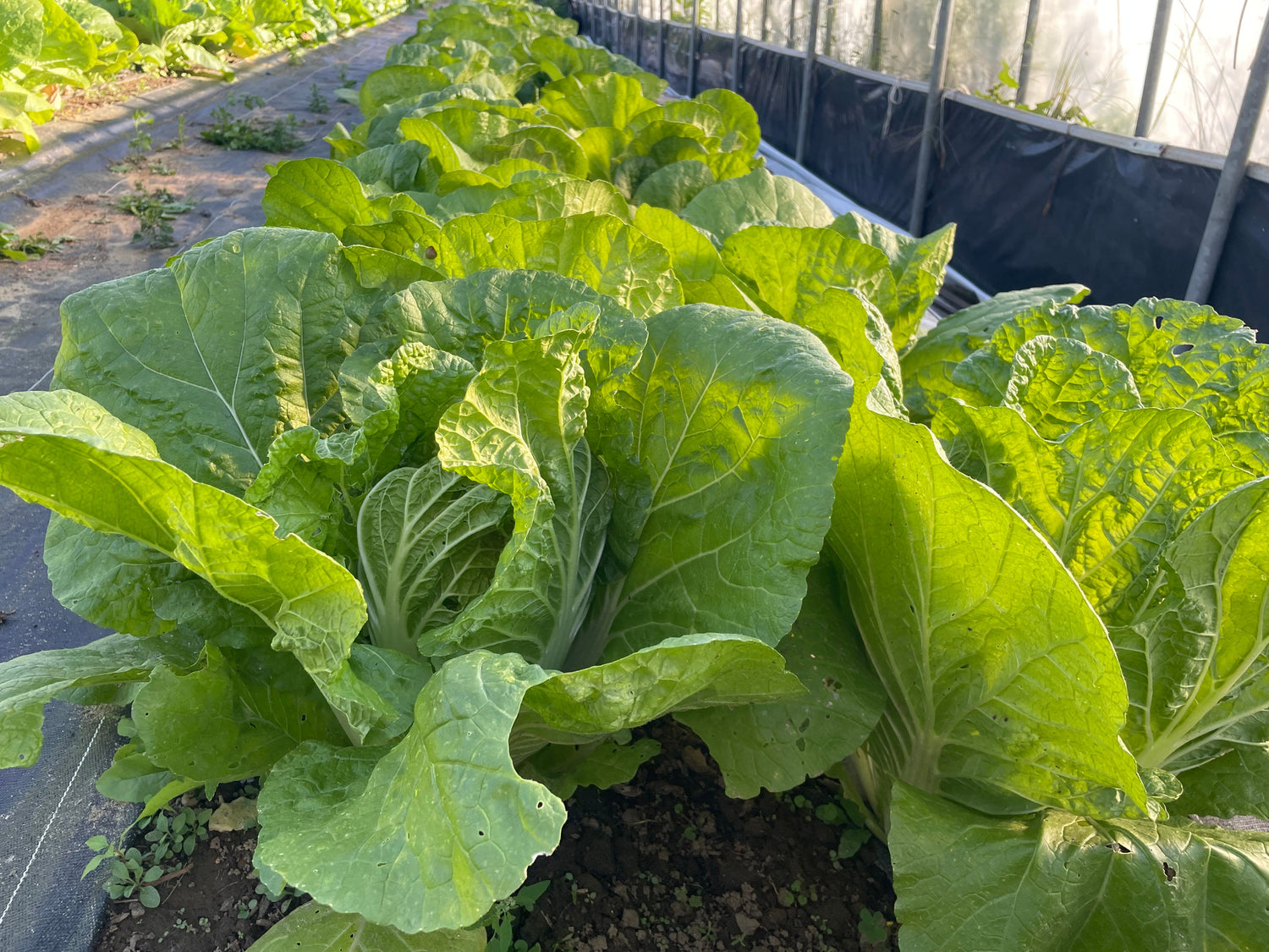 Cabbage