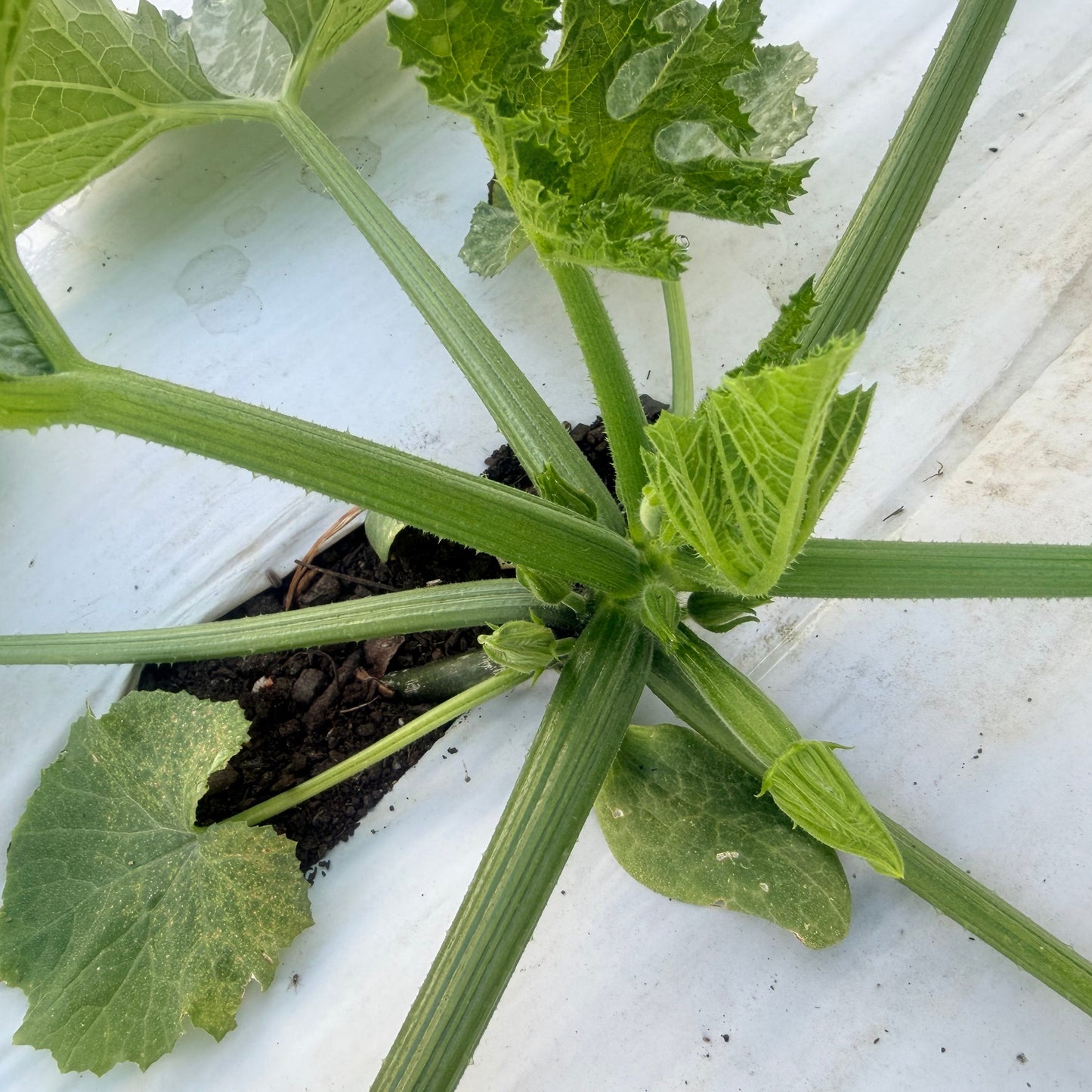 Green Zucchini Squash