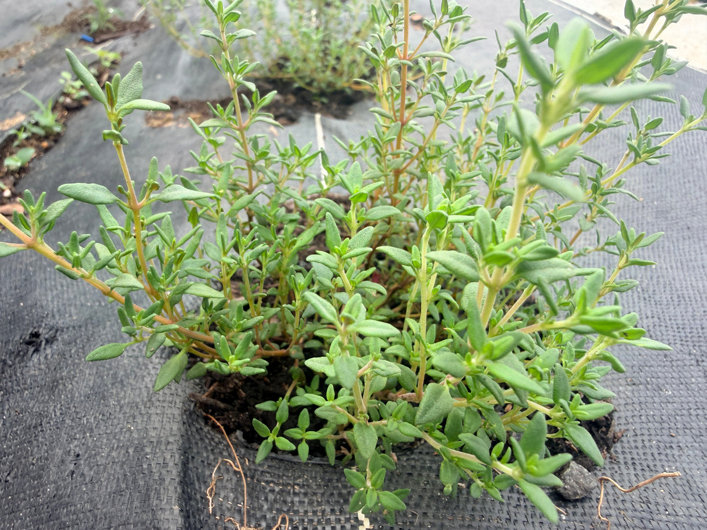 Summer Thyme