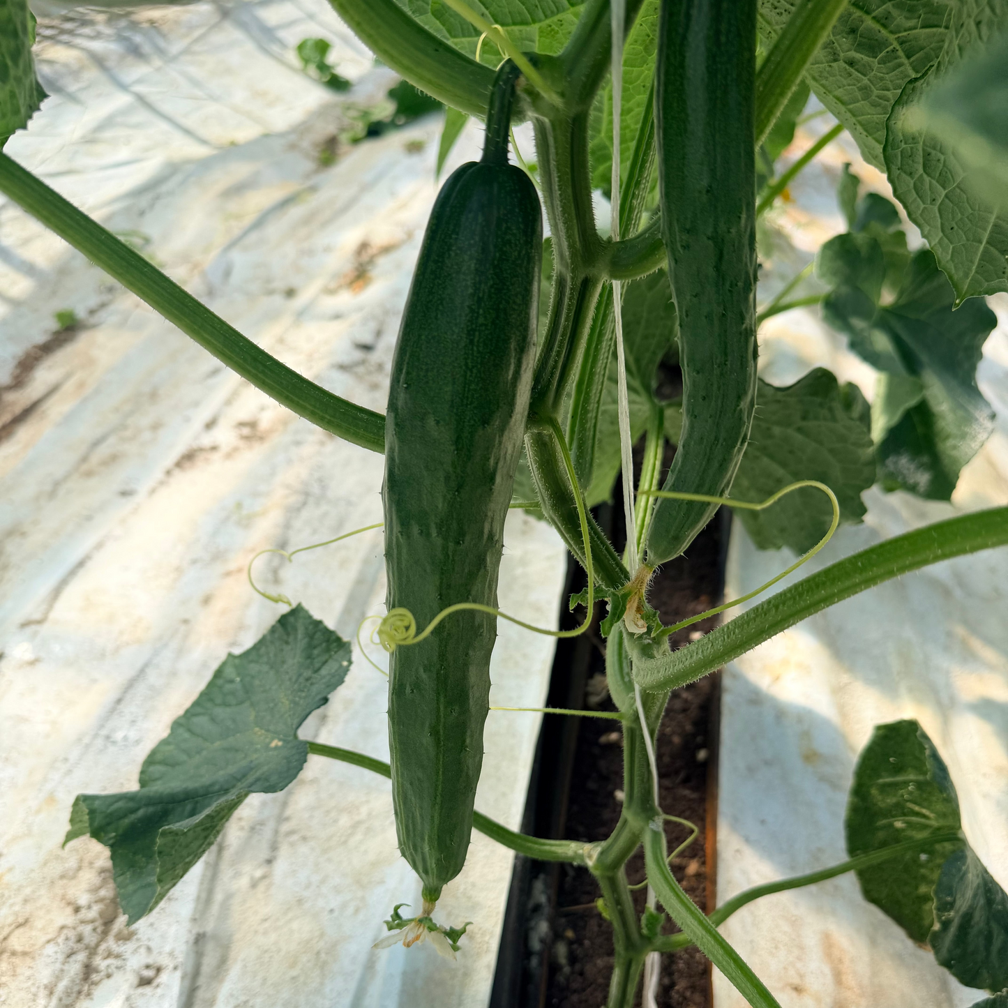 Tasty Jade Cucumbers