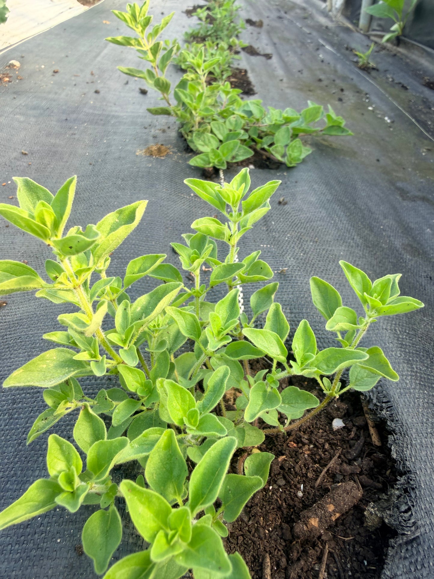 Oregano