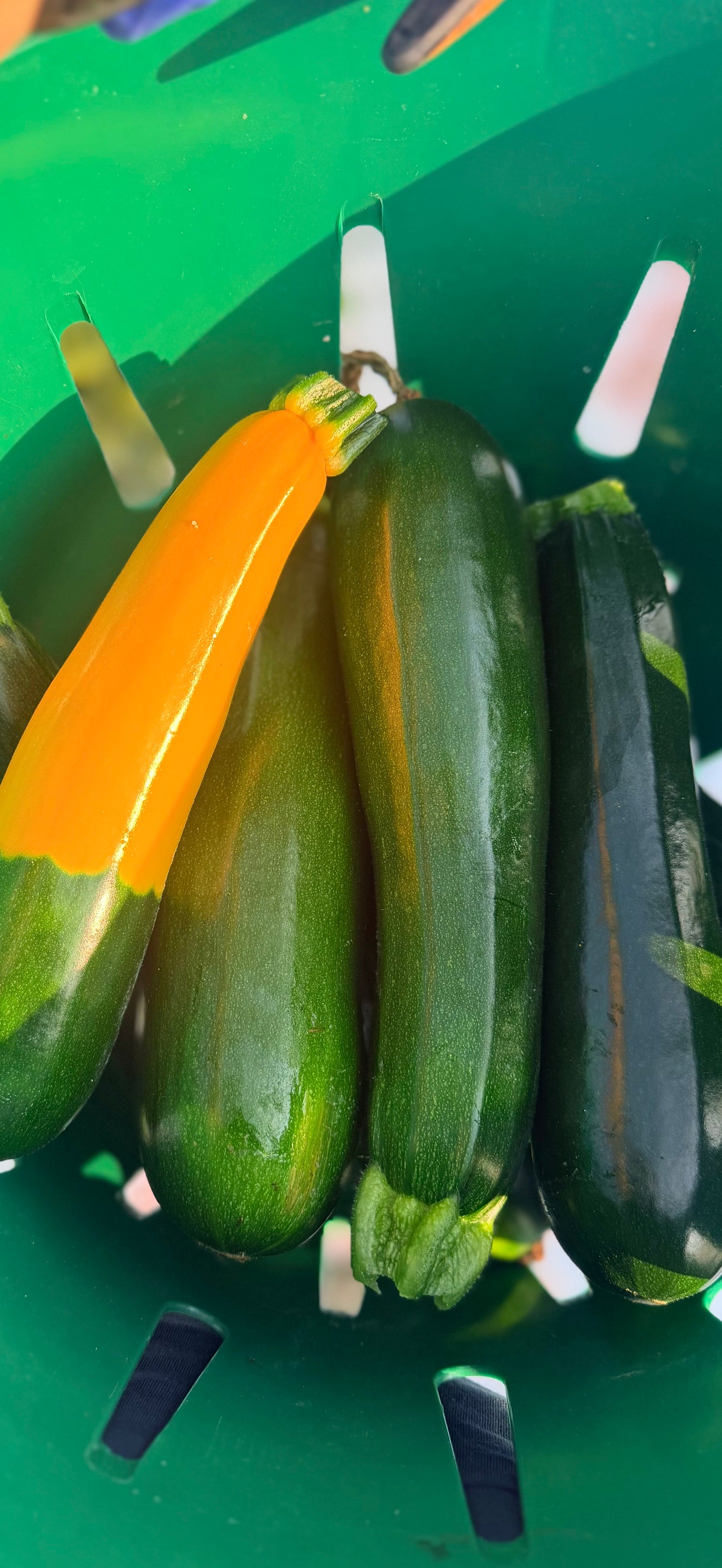 Green Zucchini Squash
