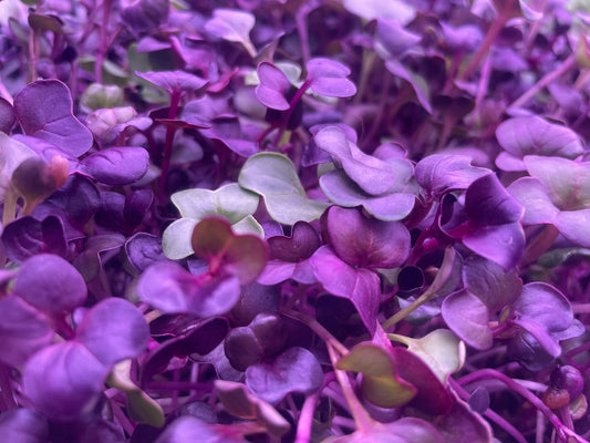 Purple Radish Microgreens