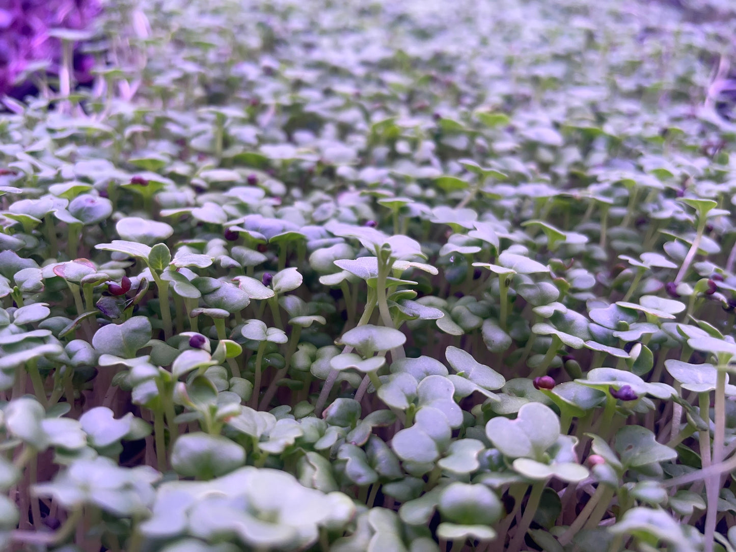 Daikon Radish Microgreens