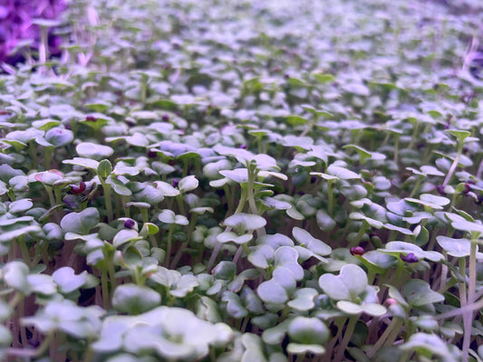 Daikon Radish Microgreens