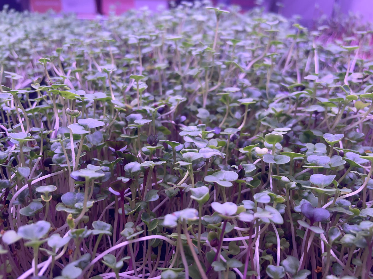 Daikon Radish Microgreens