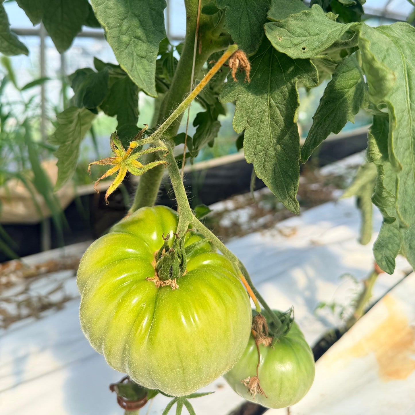 Striped German Heirloom Tomatoes