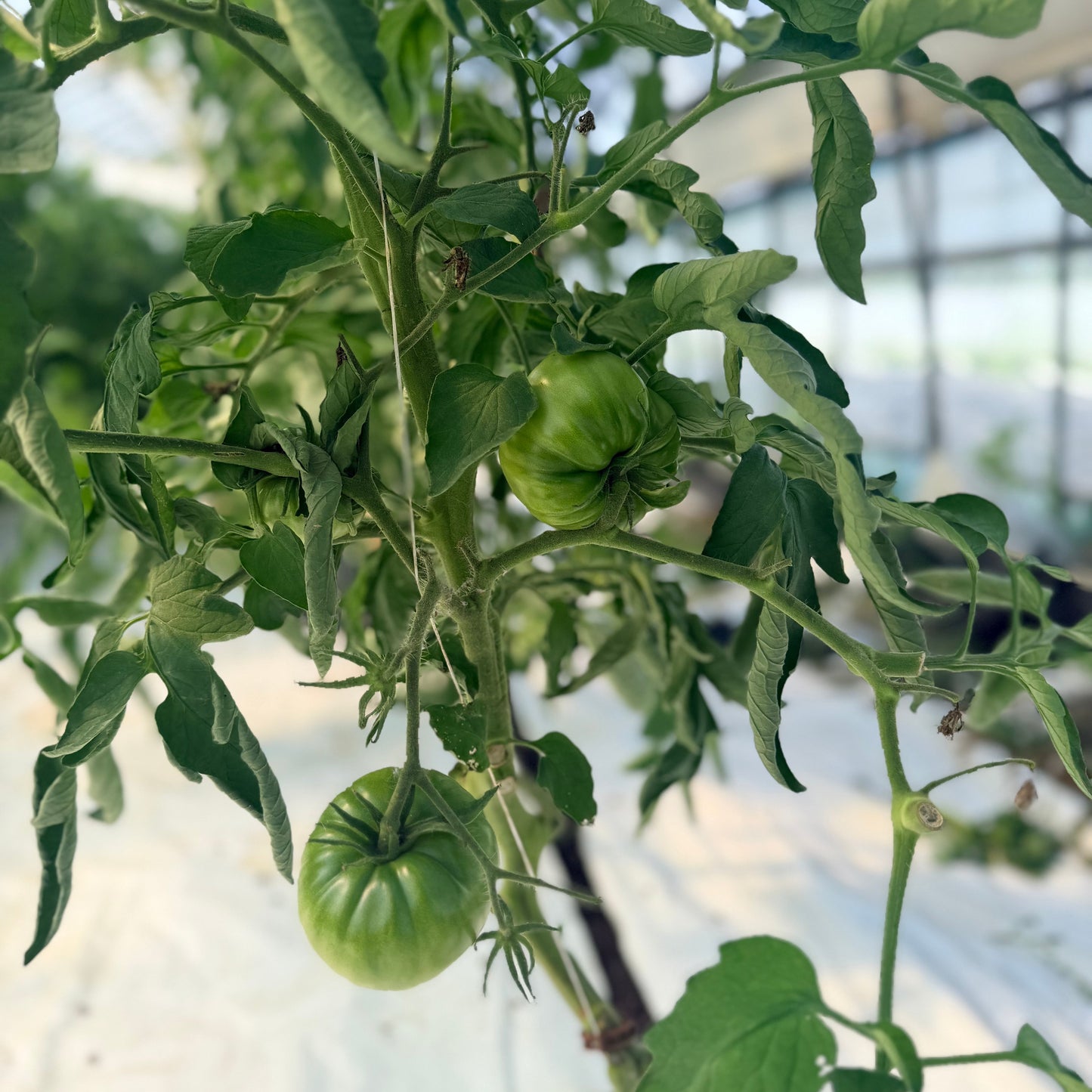 Cherokee Purple Heirloom Tomatoes