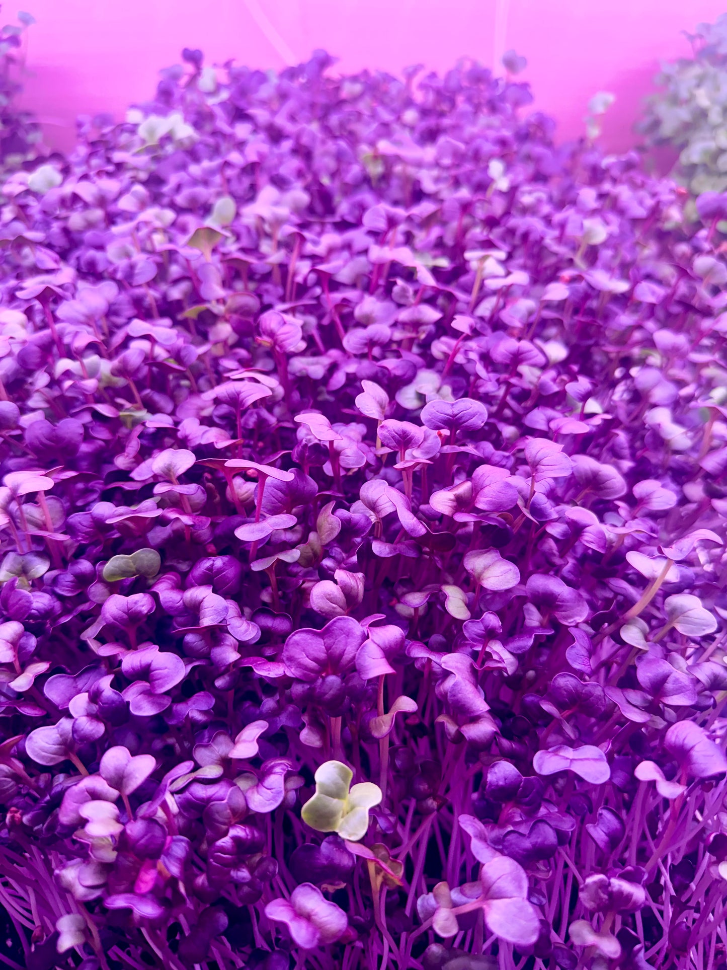 Purple Radish Microgreens