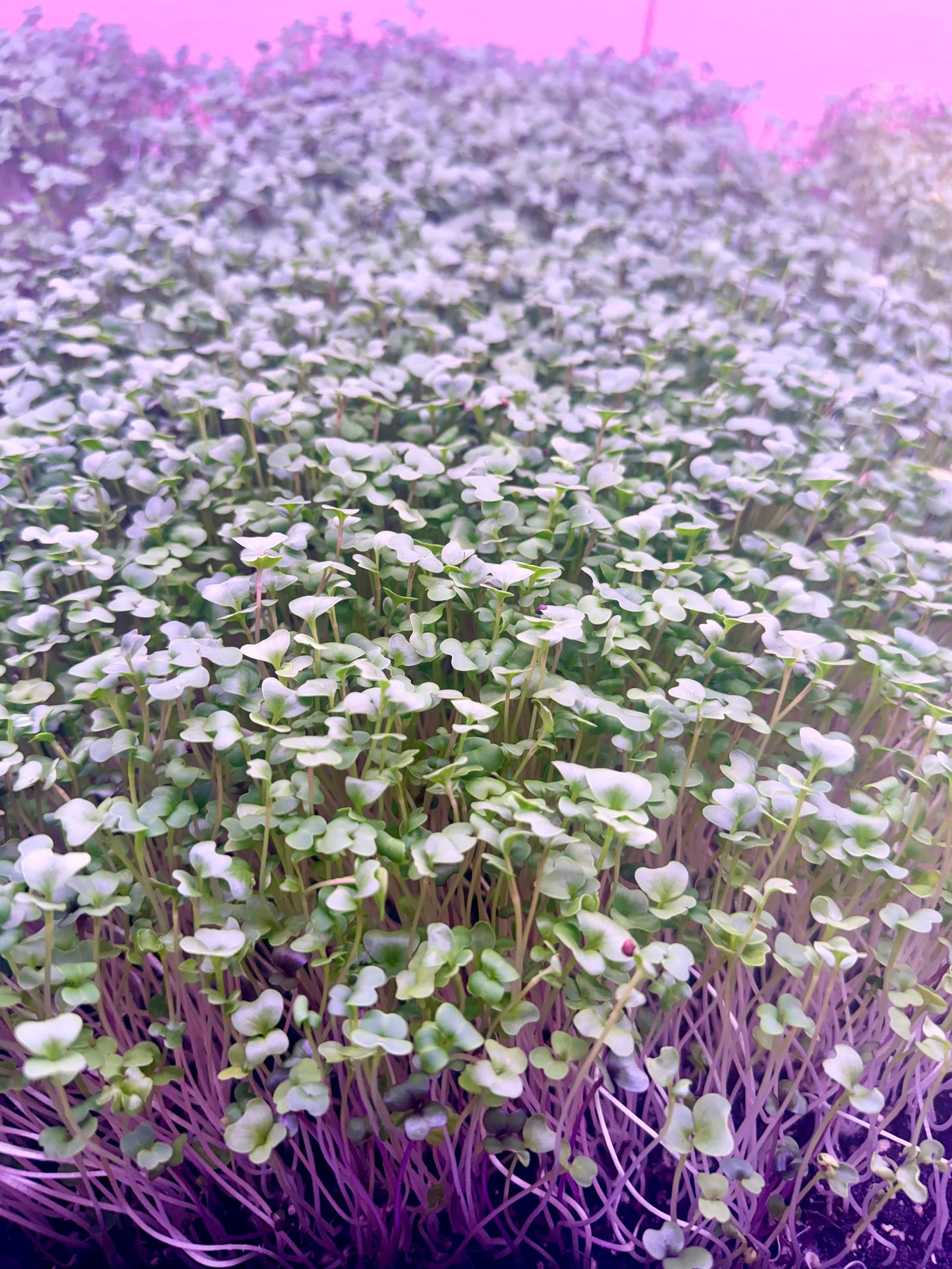 Spicy Salad Mix Microgreens