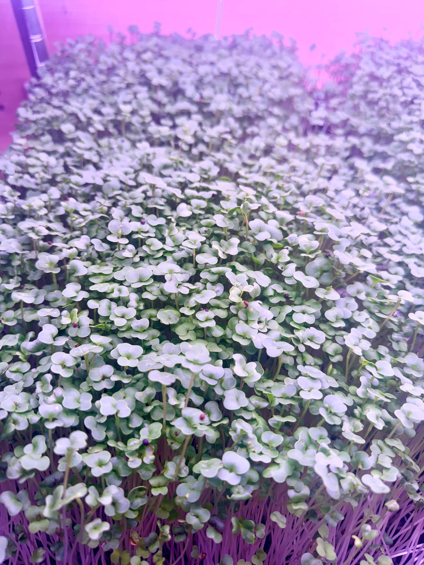 Basic Salad Mix Microgreens