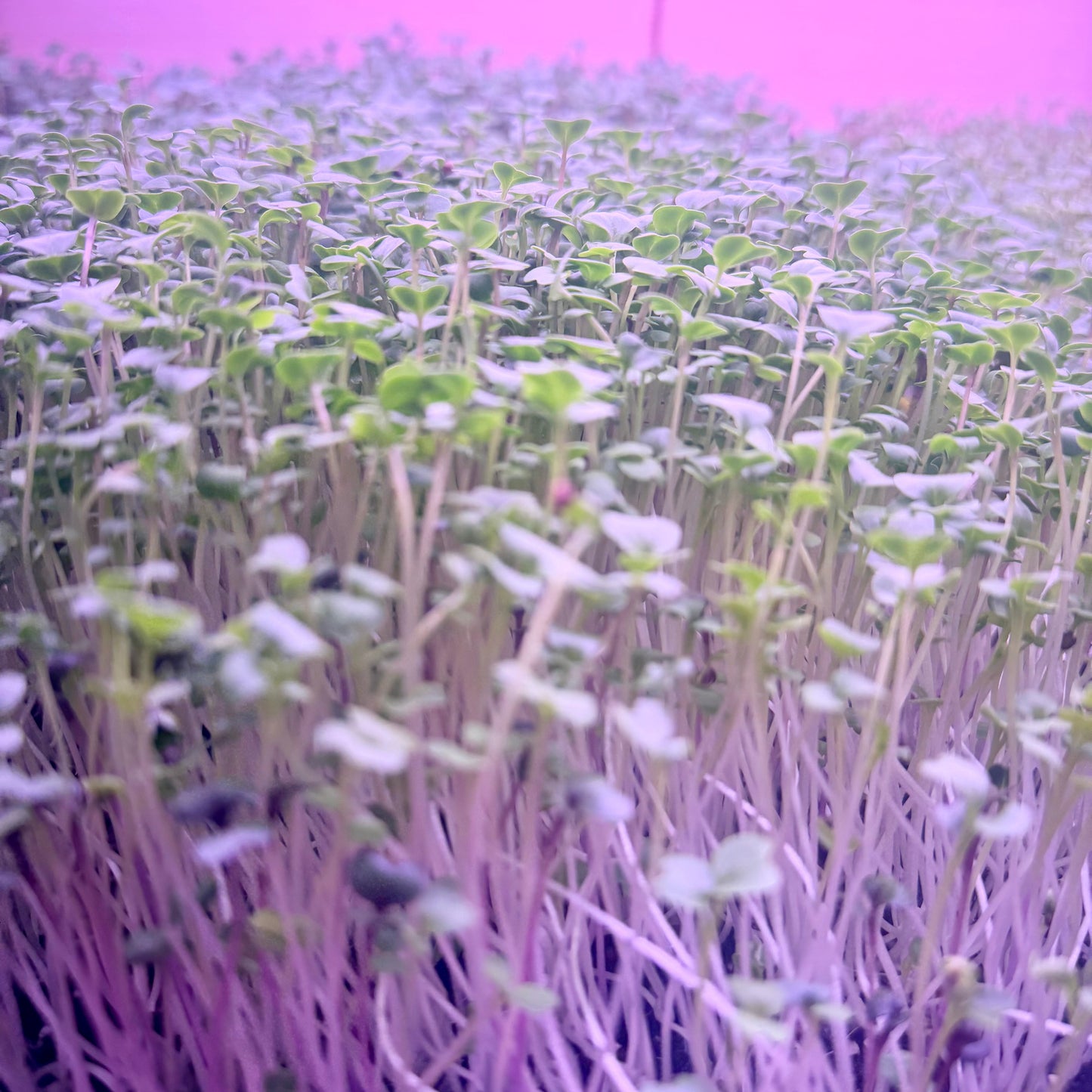 Spicy Salad Mix Microgreens