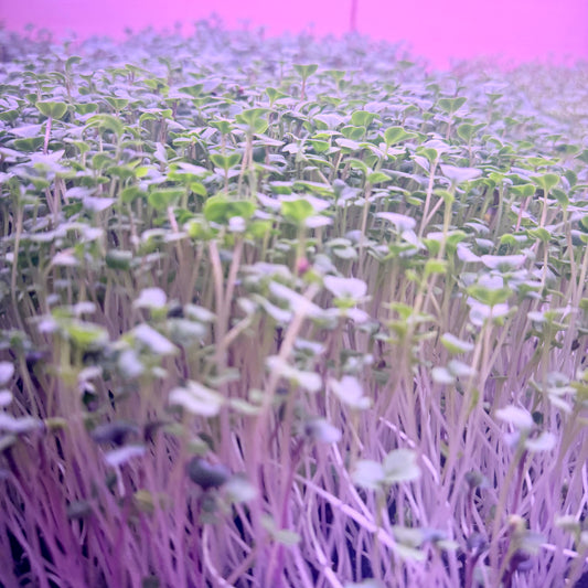 Spicy Salad Mix Microgreens