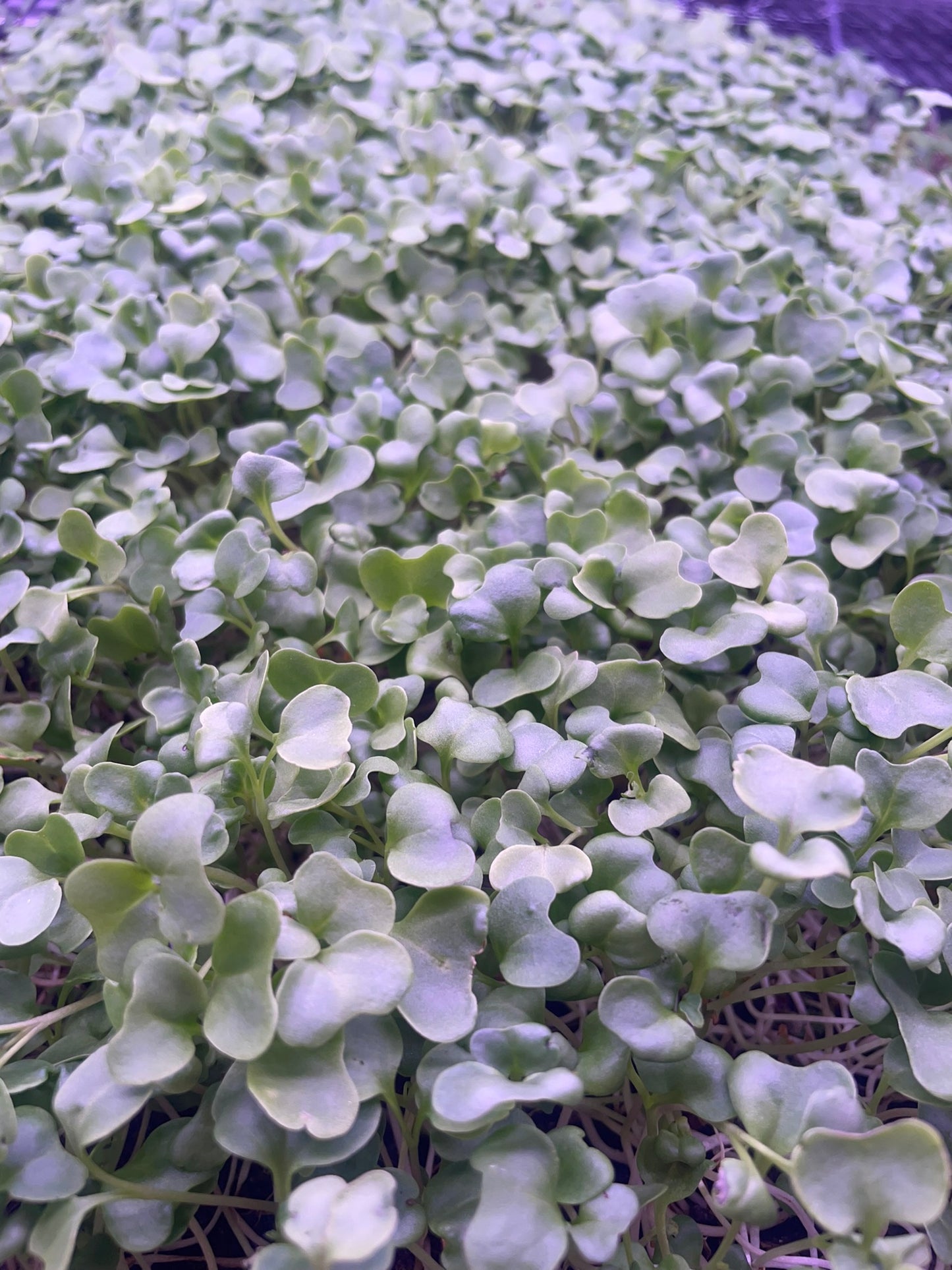 Broccoli Microgreens