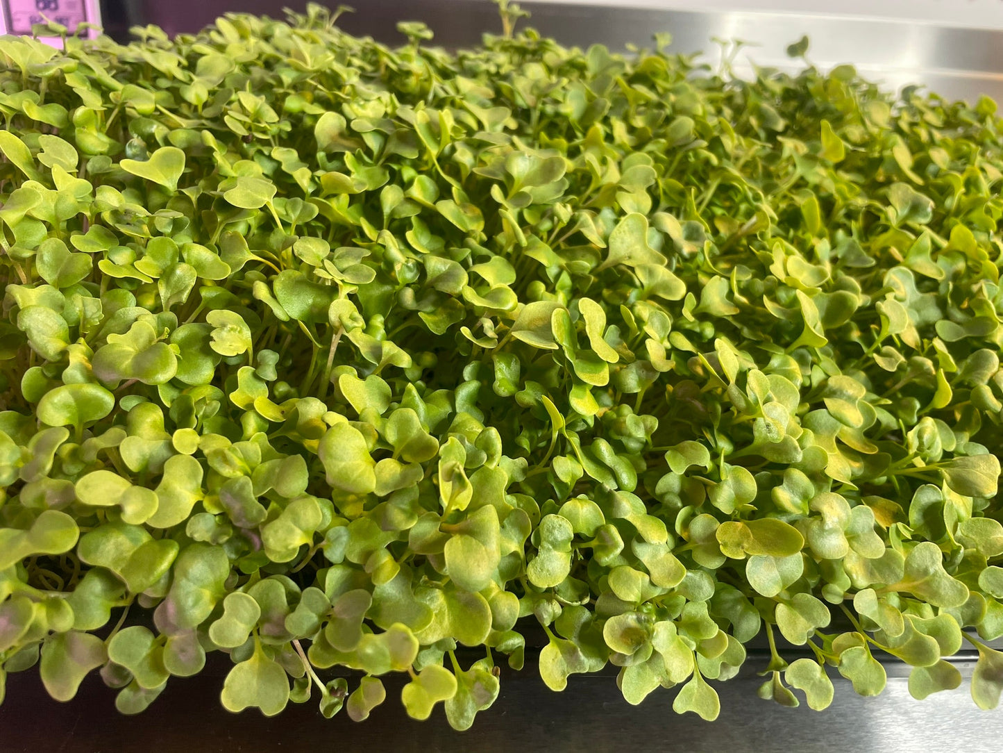 Broccoli Microgreens
