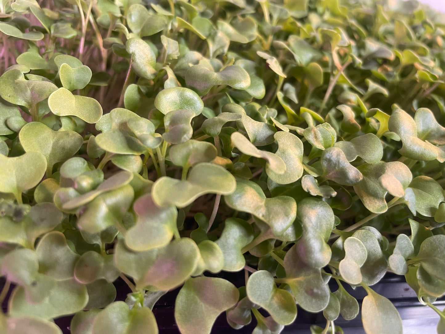 Broccoli Microgreens