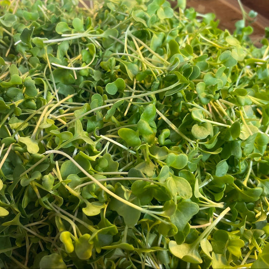 Broccoli Microgreens