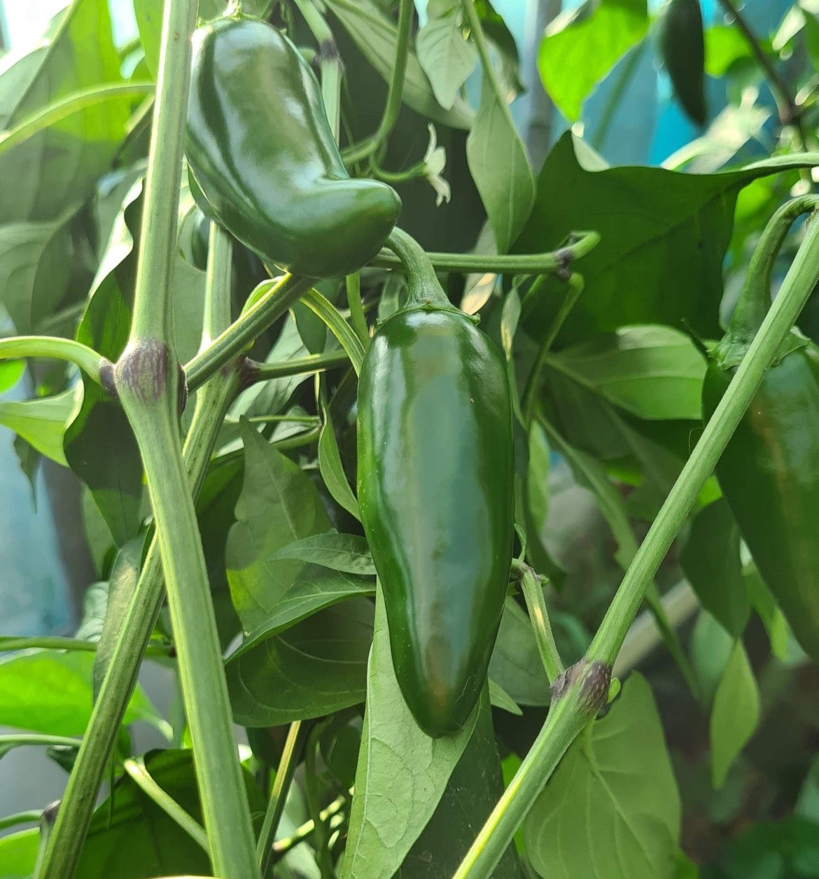 Jedi Jalapeño Pepper