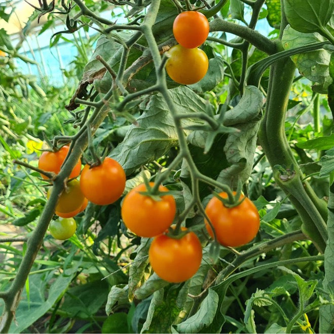 Sun Gold Tomatoes