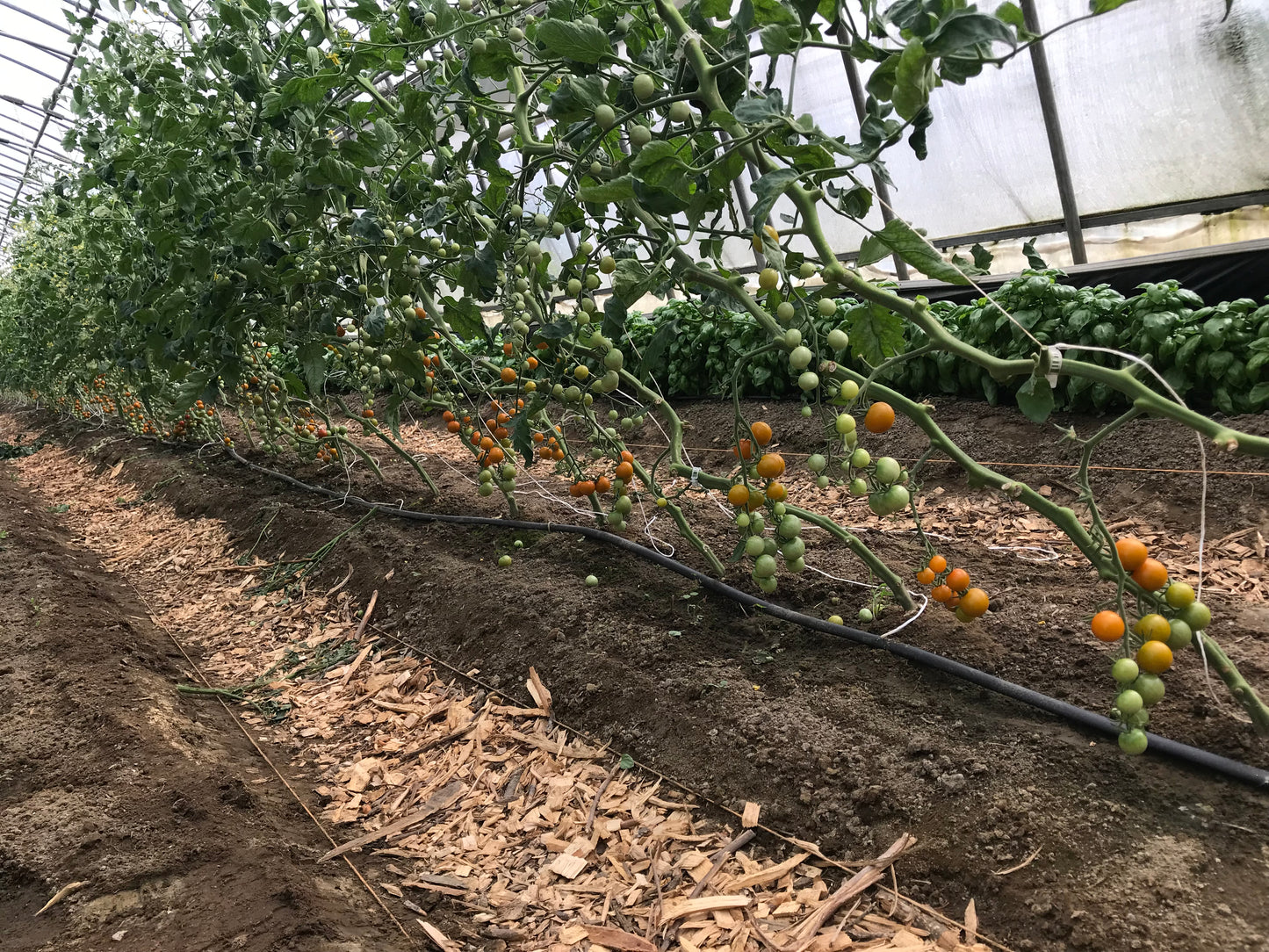 Sun Gold Tomatoes