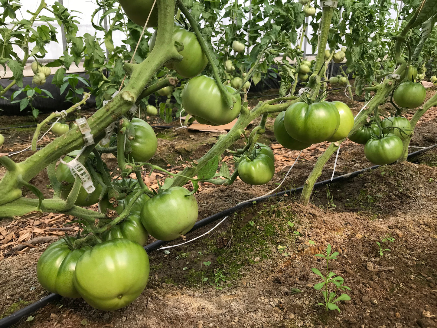 German Johnson Tomato