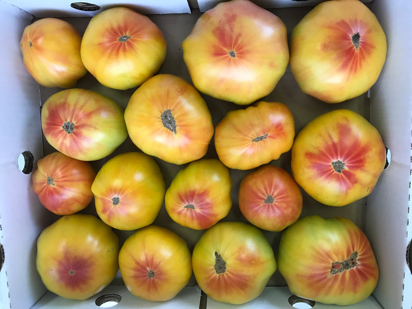 Striped German Heirloom Tomatoes