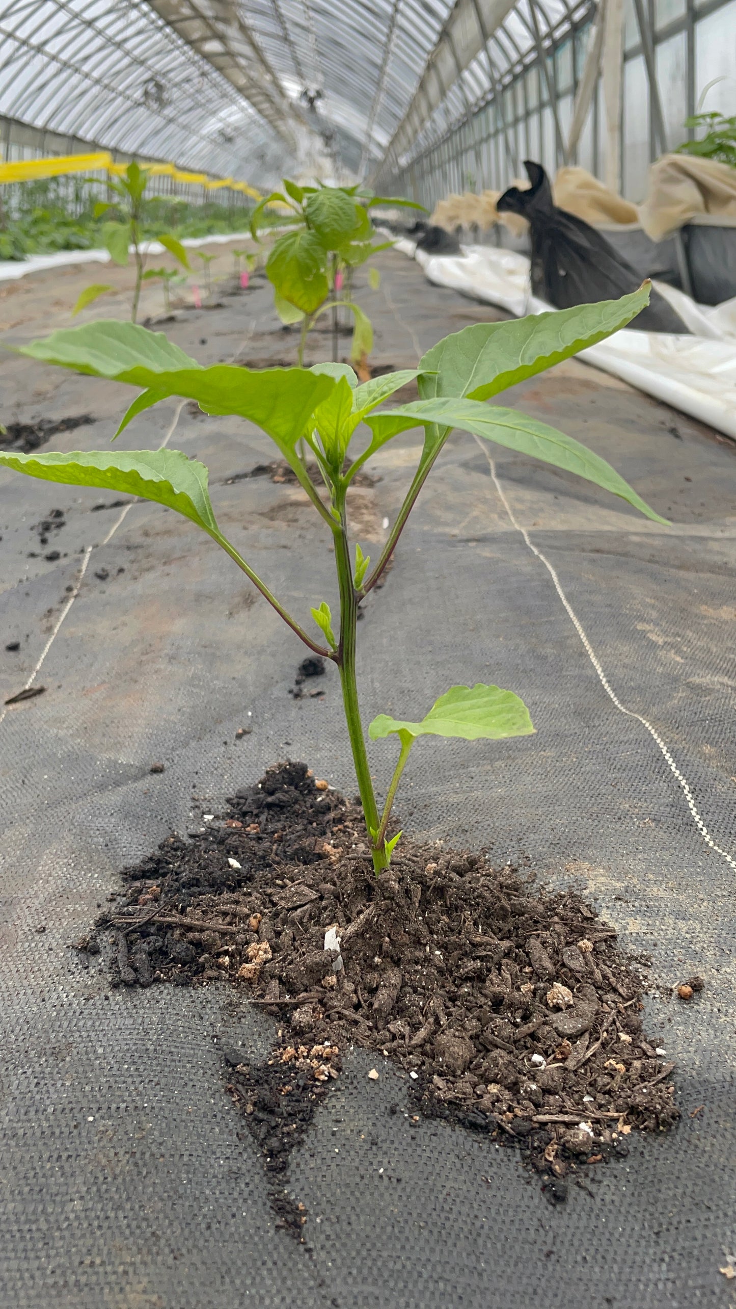 Bell Pepper - Green