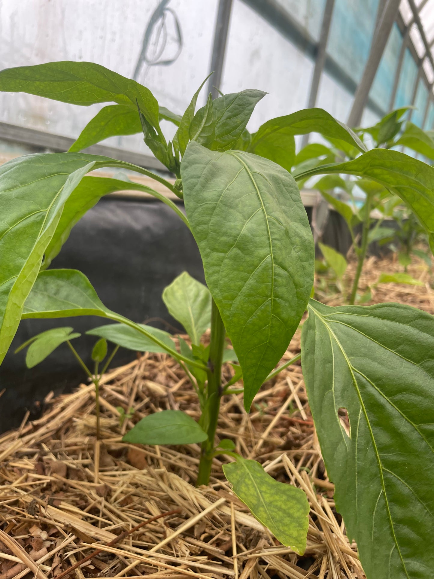 Bell Pepper - Green