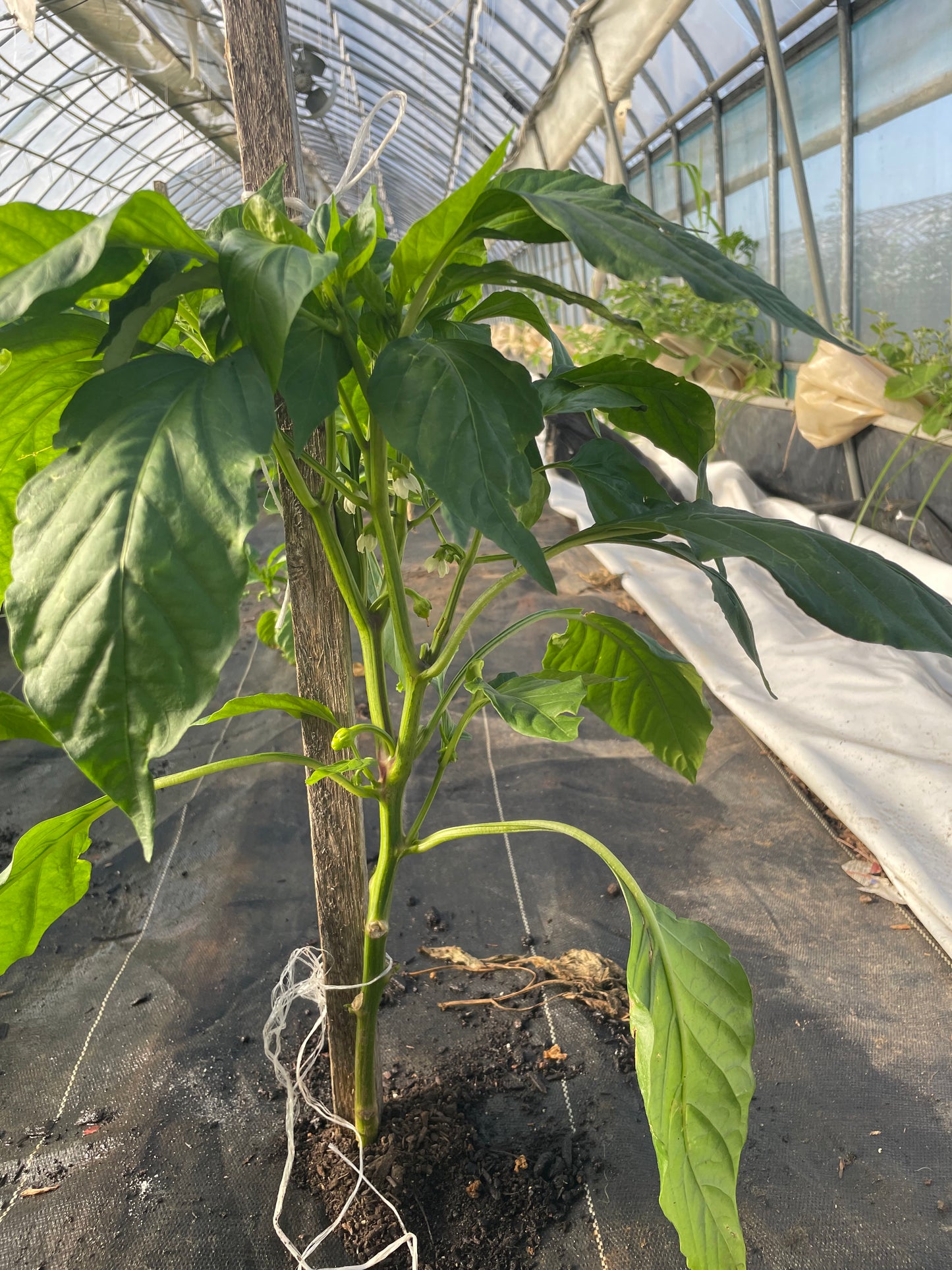 Jedi Jalapeño Pepper