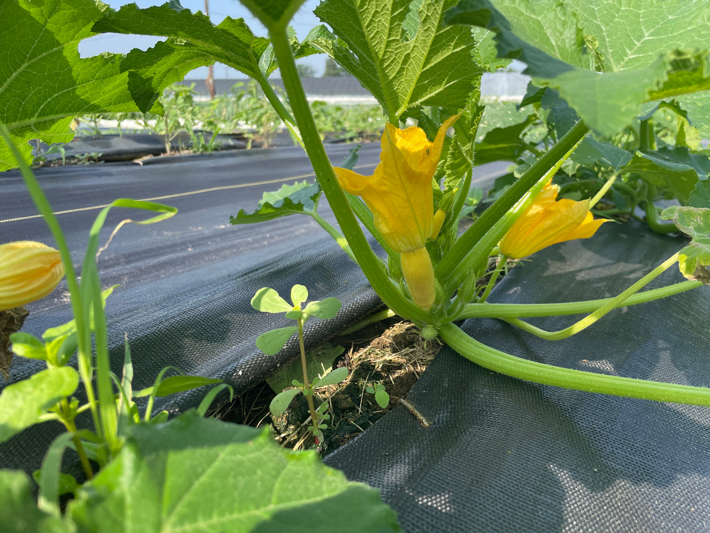 Green Zucchini Squash