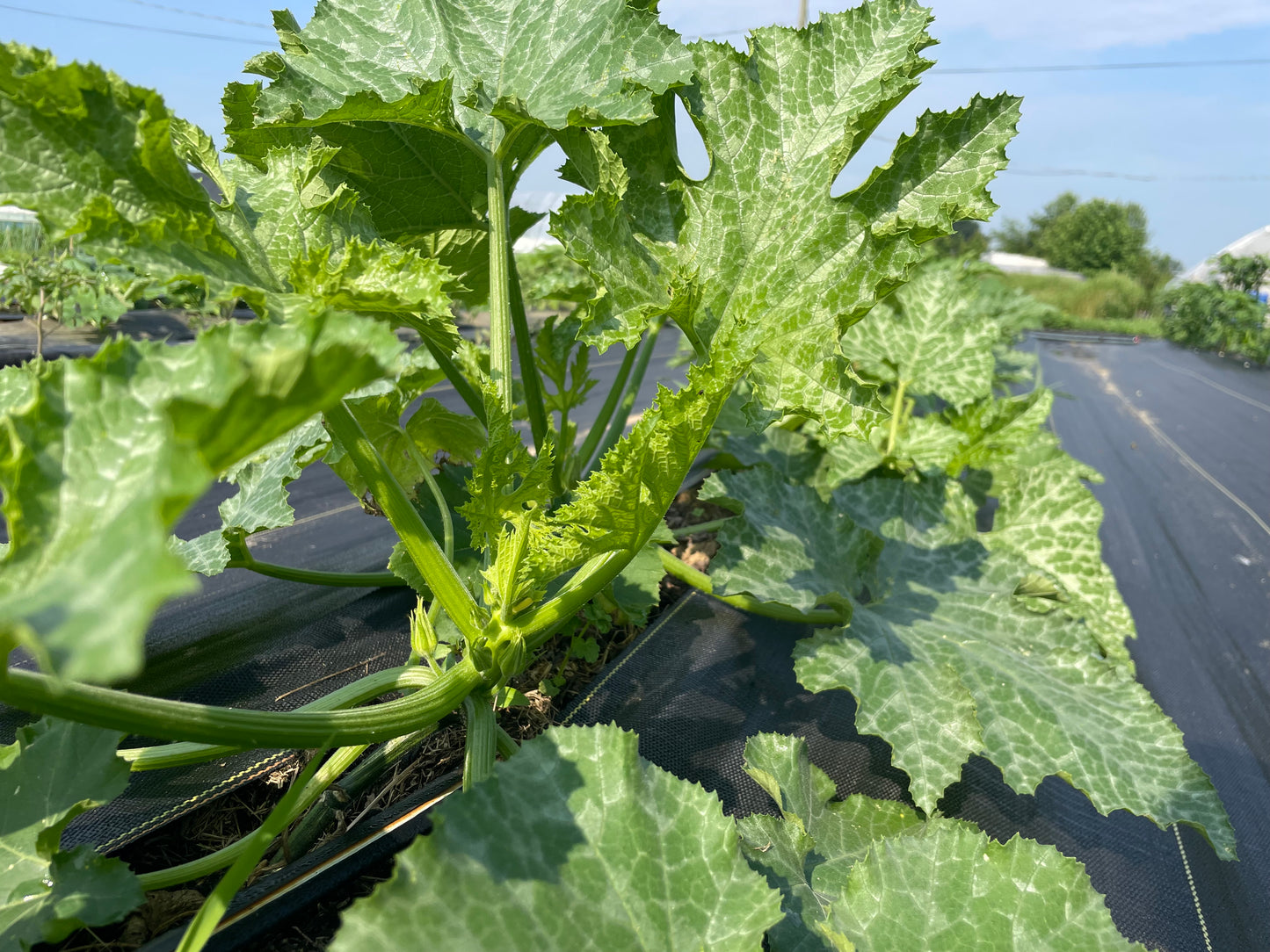 Green Zucchini Squash