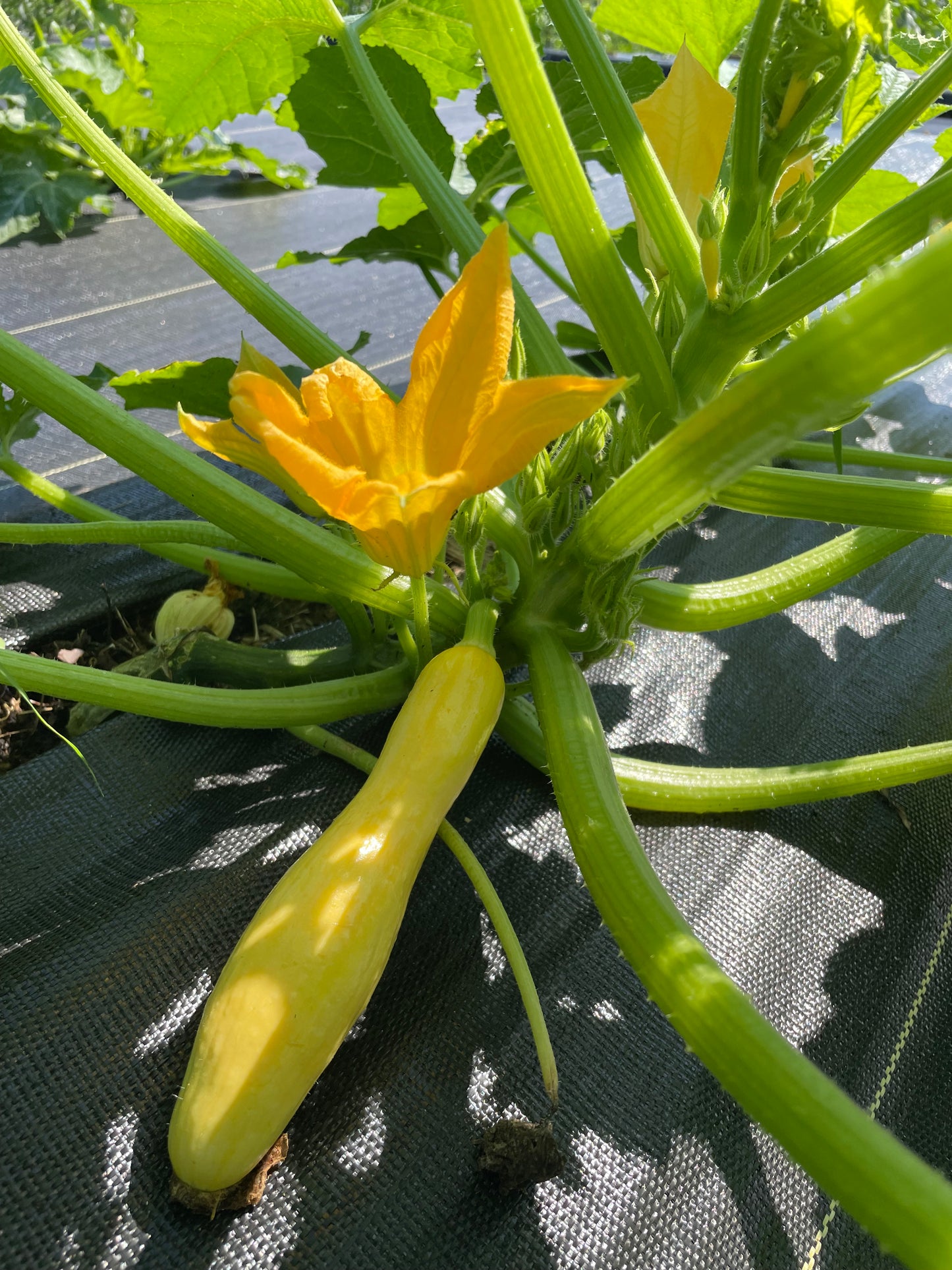 Yellow Zucchini Squash