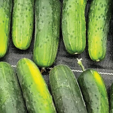 Super Max Cucumbers - pickles