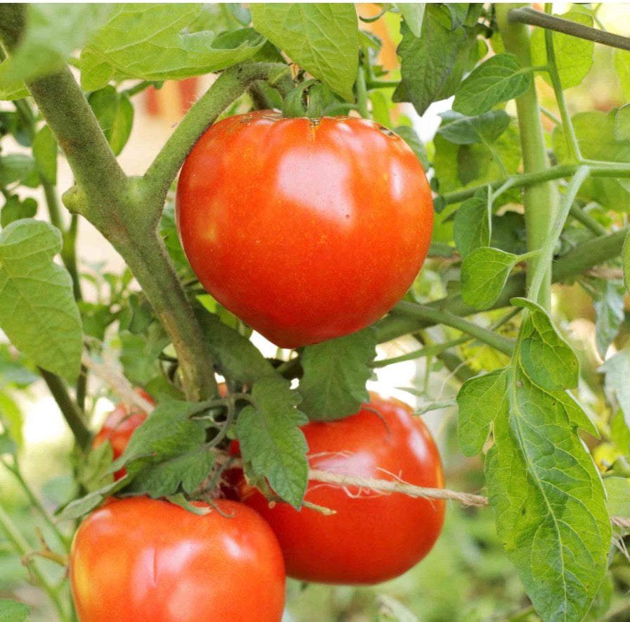 Mix Of Our Favorite Mid - Size Slider Tomatoes