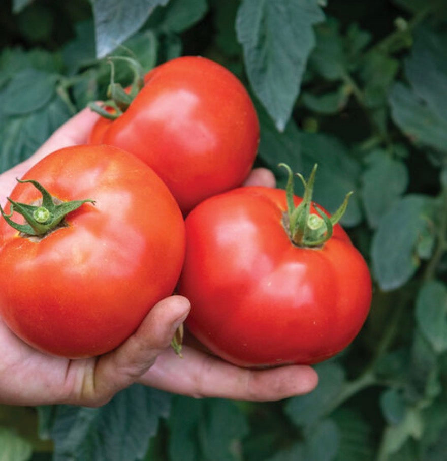 Mix Of Our Favorite Mid - Size Slider Tomatoes