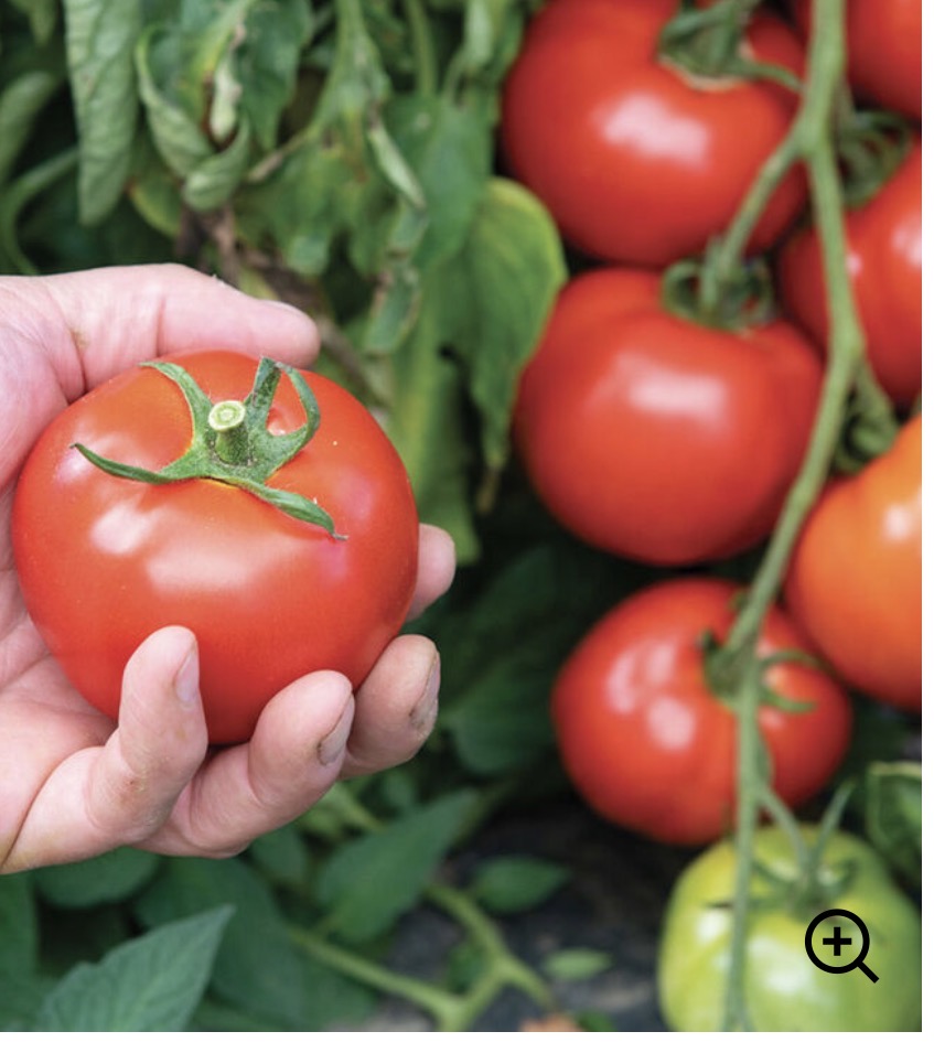 Mix Of Our Favorite Mid - Size Slider Tomatoes