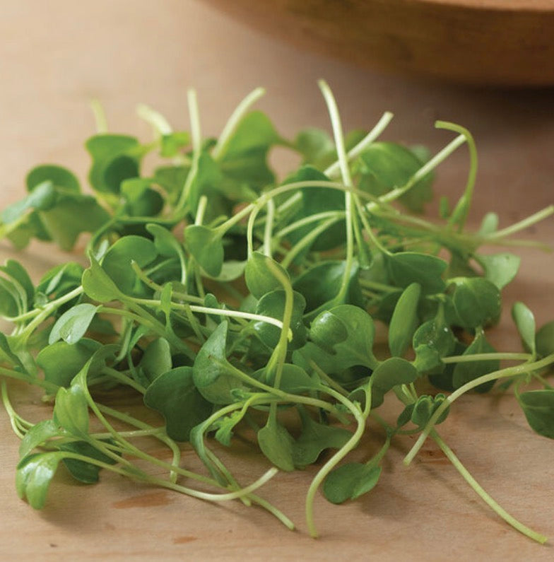 Kale Microgreens