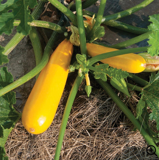 Yellow Zucchini Squash