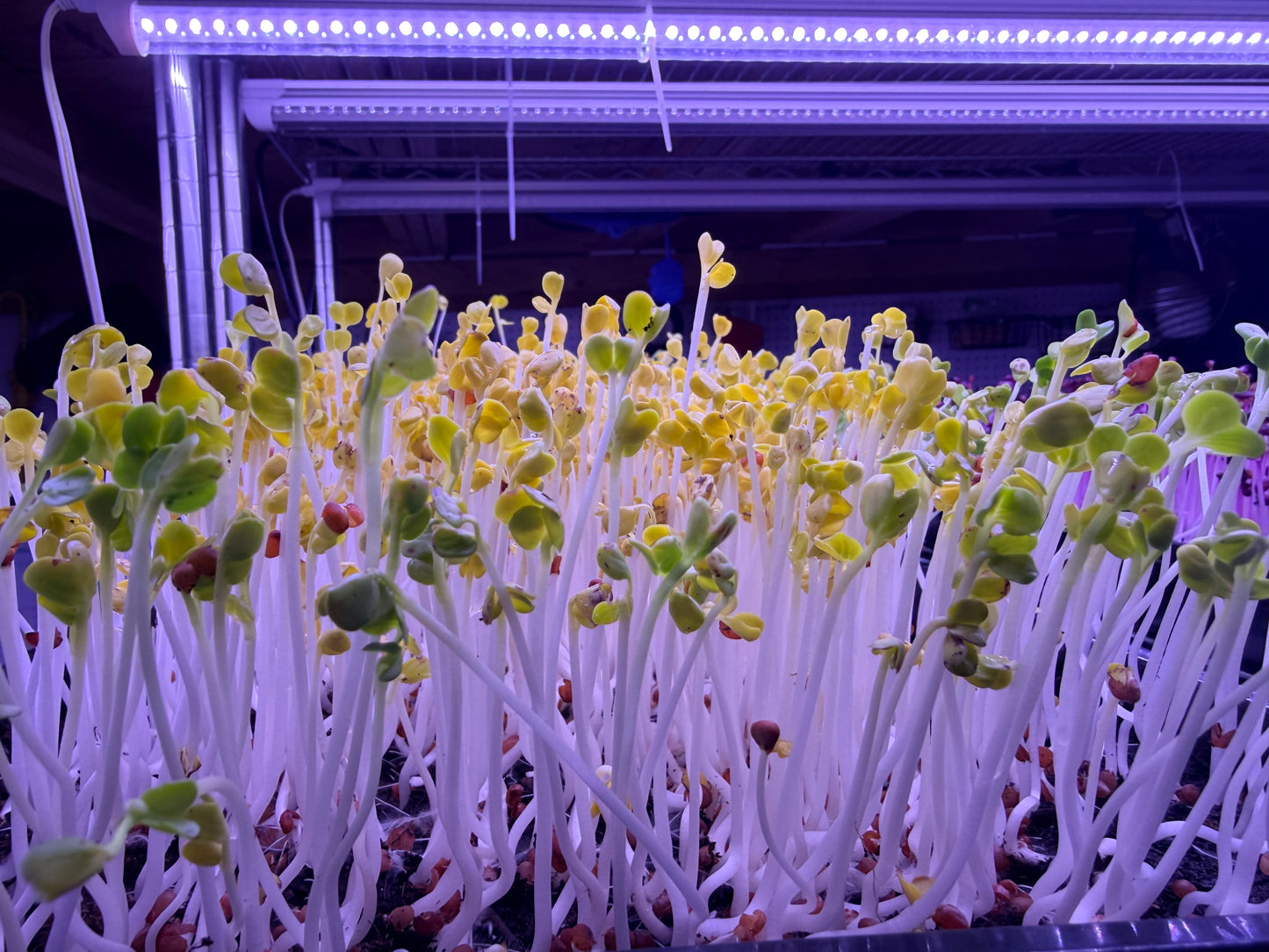 Daikon Radish Microgreens