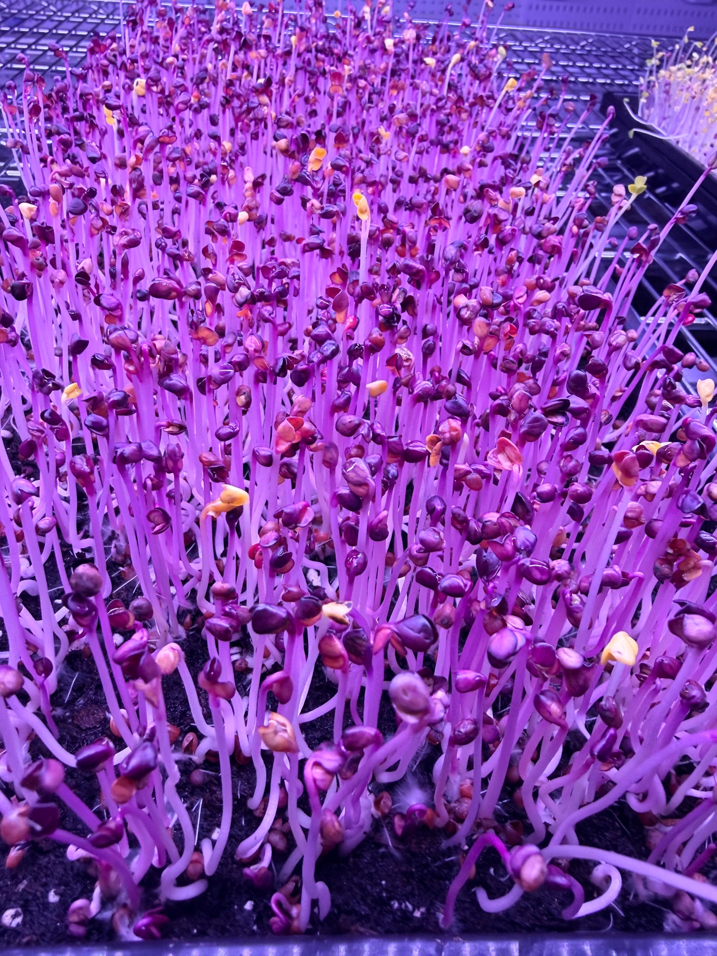 Purple Radish Microgreens
